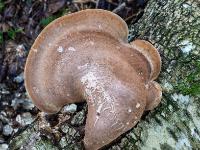 Trompetenförmiger brauner Birkenporling Pilz